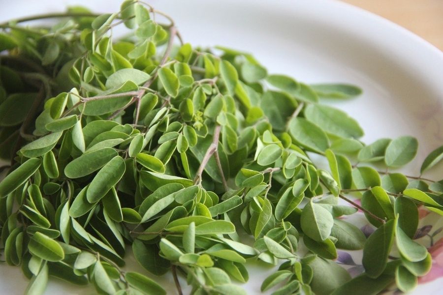 Moringa: On track for an export surge?