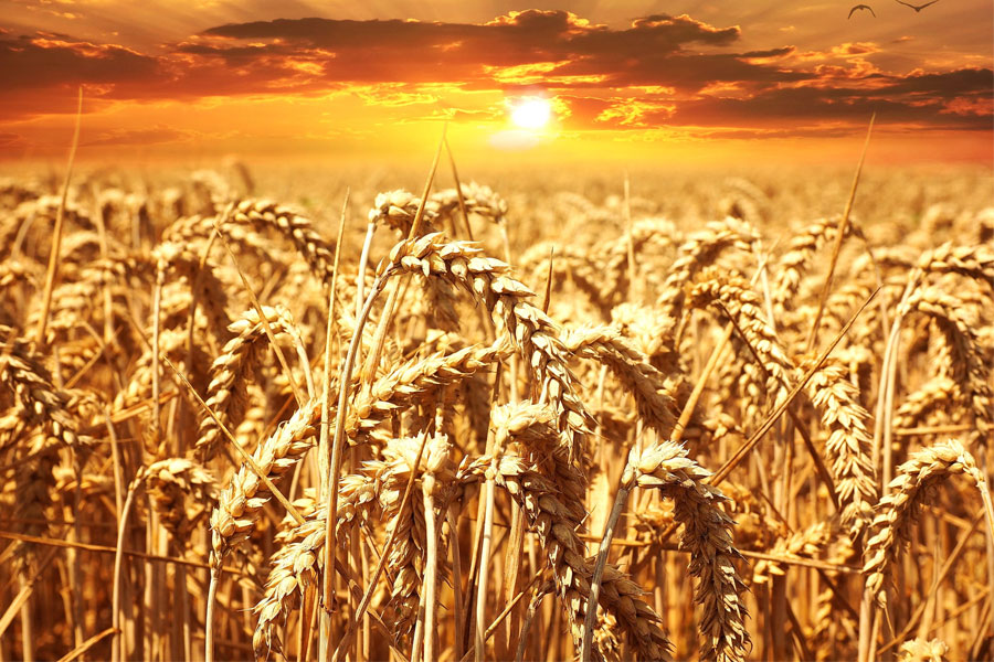 Wheat: The staple crop in unstable times