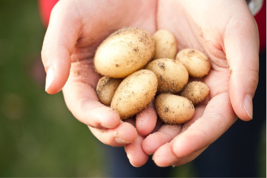 Potatoes – The wholesome food