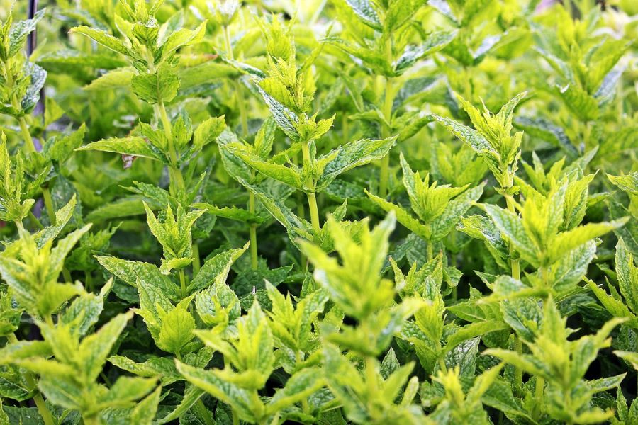 Menthol exports: Is India’s dominance under threat?