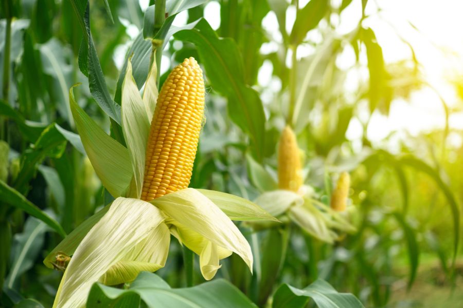 Maize on the rise: The crop at the heart of India’s biofuel drive?